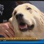 Unlocking the Mystery of Golden Retriever Cancer