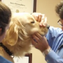 CVS Advances New Therapy for Dogs with T Cell Lymphoma