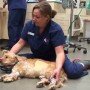 UPDATE: Canine Lymphoma Trial at CVS Angel Care